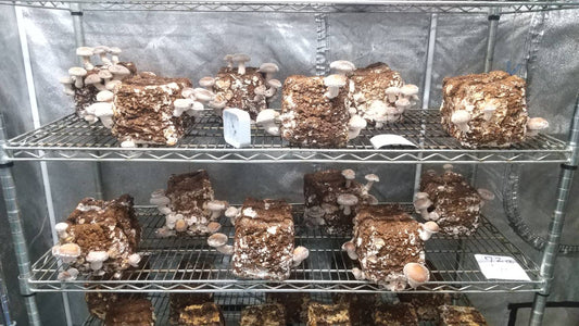 しいたけ栽培 964日目