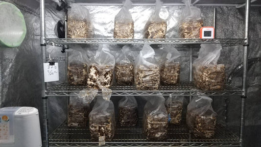 しいたけ栽培 1029日目