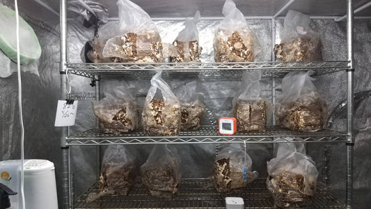 しいたけ栽培 1031日目