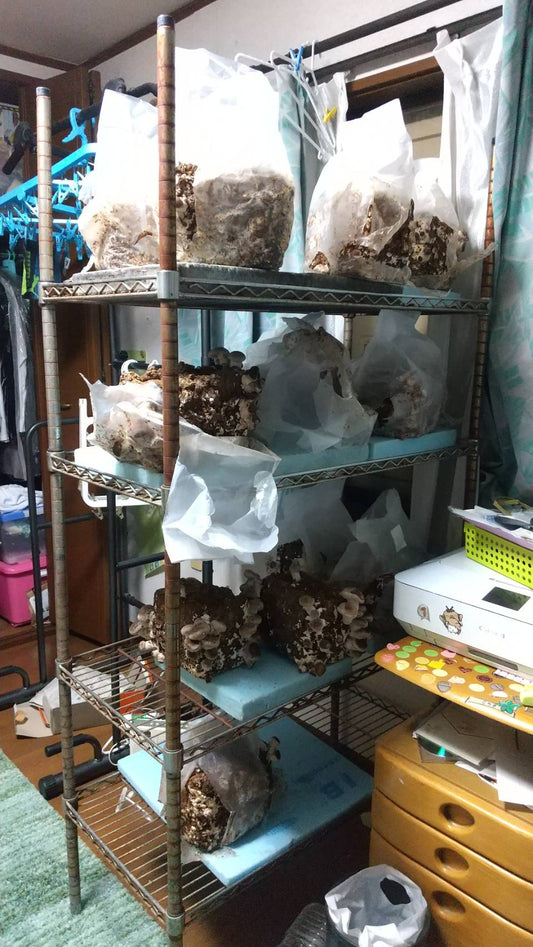 しいたけ栽培 1032日目