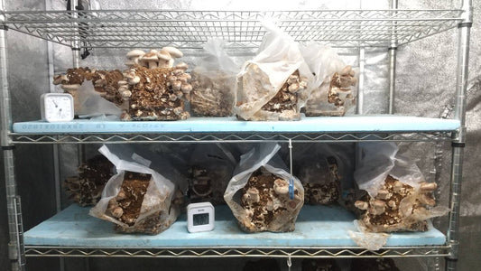 しいたけ栽培 1033日目