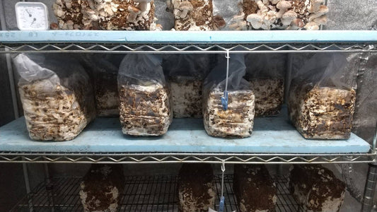 しいたけ栽培 1034日目