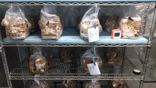 しいたけ栽培 1035日目･1036日目