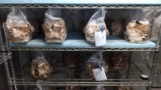 しいたけ栽培 1037日目