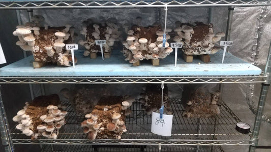 しいたけ栽培 1040日目