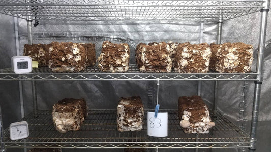 しいたけ栽培 1042日目