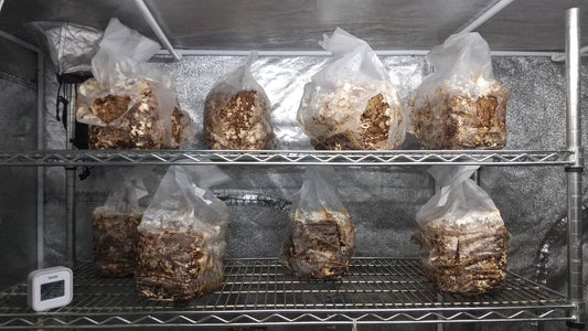 しいたけ栽培 1044日目