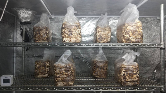 しいたけ栽培 1049日目