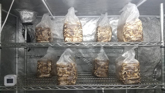 しいたけ栽培 1050日目