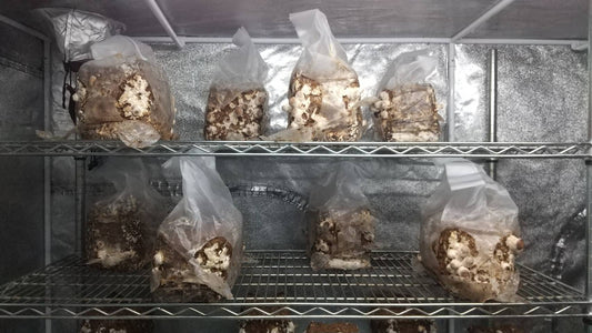 しいたけ栽培 1059日目