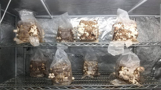 しいたけ栽培 1060日目