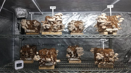 しいたけ栽培 1061日目