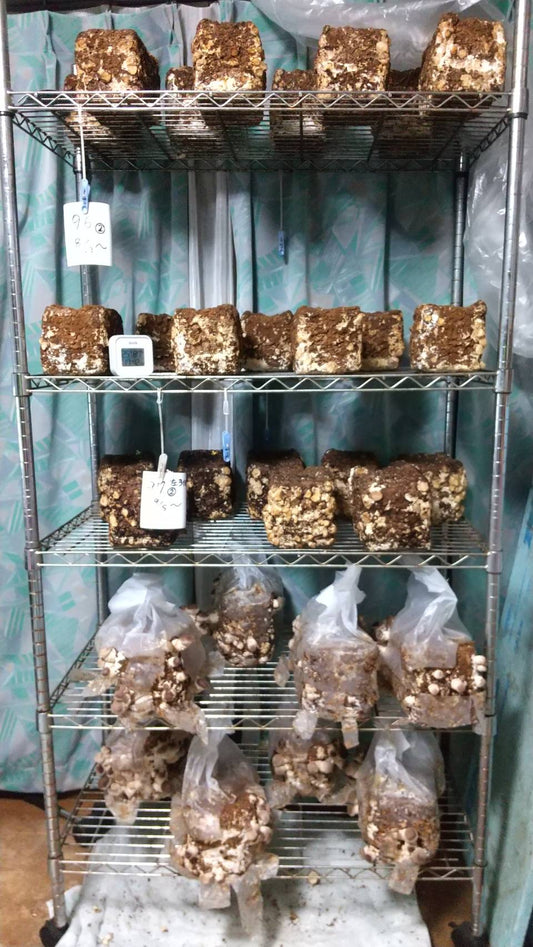 しいたけ栽培 1129日目