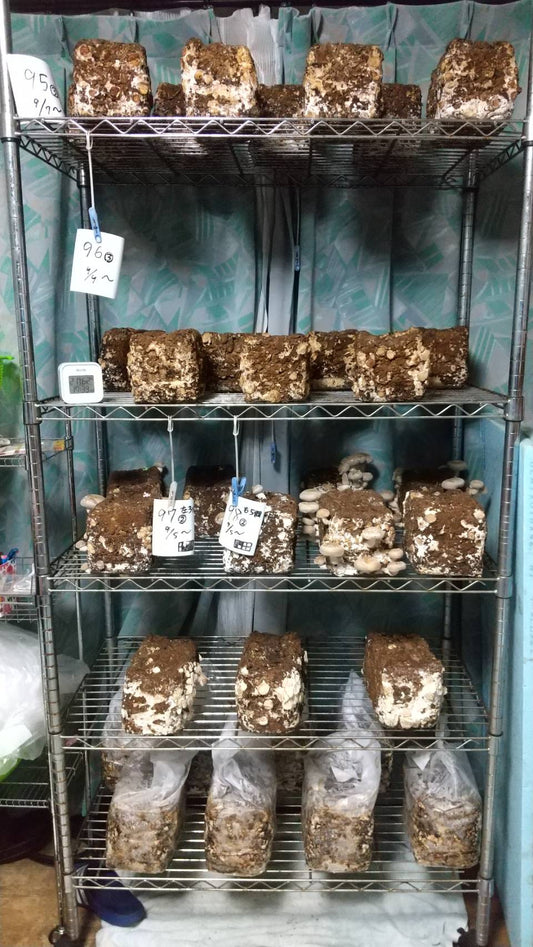 しいたけ栽培 1134日目