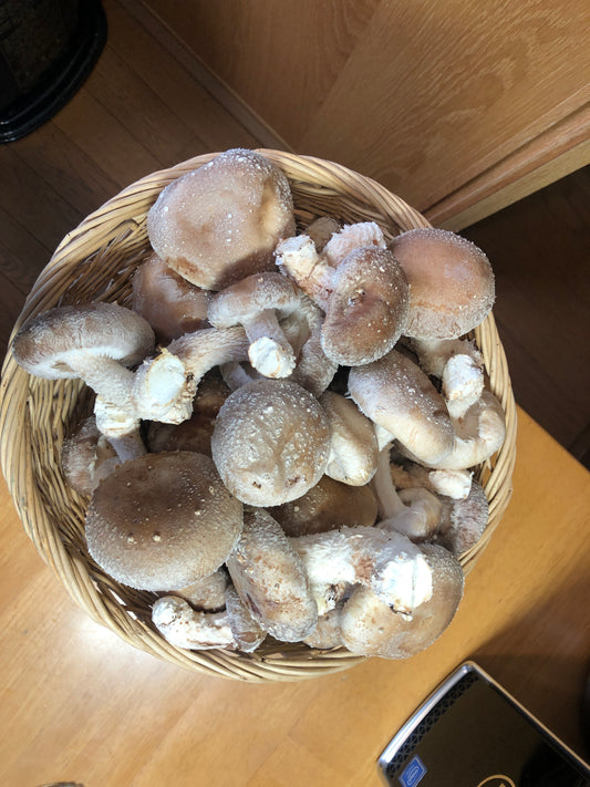 1泊旅行のとき、しいたけはどうする？