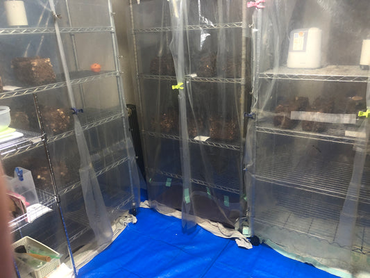 最大１２０菌床分を栽培できる「たのしいたけ園研究所」新レイアウトを公開します。 - たのしいたけ園