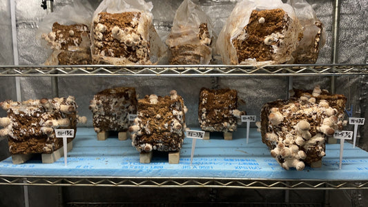 しいたけ栽培 947日目