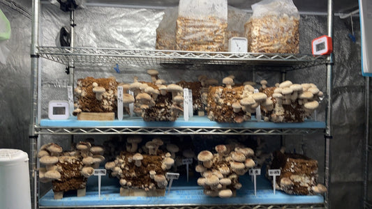 しいたけ栽培 949日目