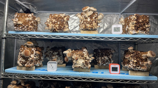 しいたけ栽培 952日目