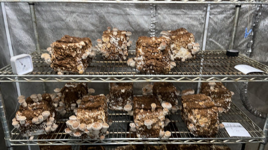 しいたけ栽培 963日目