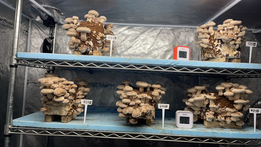 しいたけ栽培 983日目