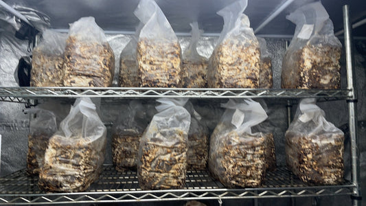 しいたけ栽培 1028日目