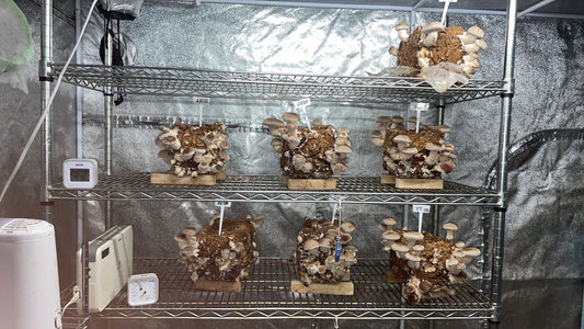 しいたけ栽培 1047日目