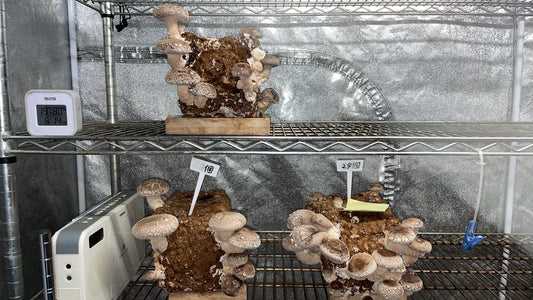 しいたけ栽培 1048日目