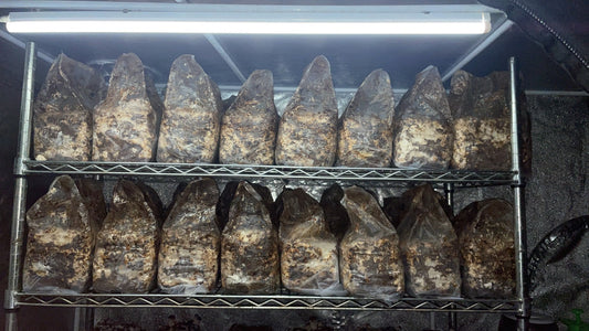 しいたけ栽培 1966日目