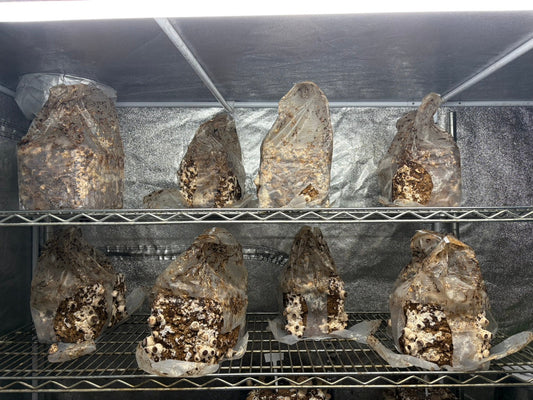 お久しぶりです！