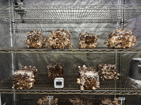 しいたけ栽培 1910日目