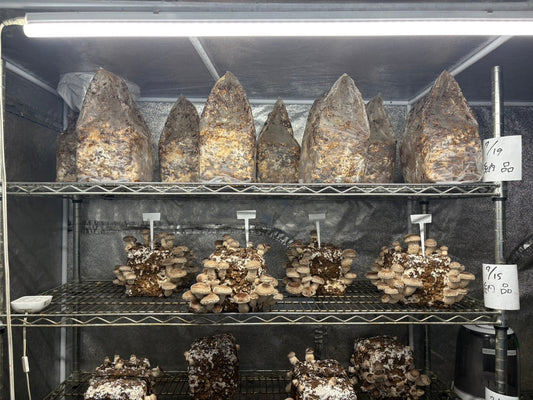 しいたけ栽培 1911日目･1912日目