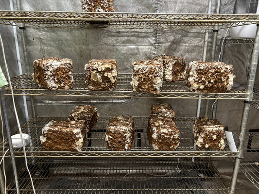 しいたけ栽培 1913日目