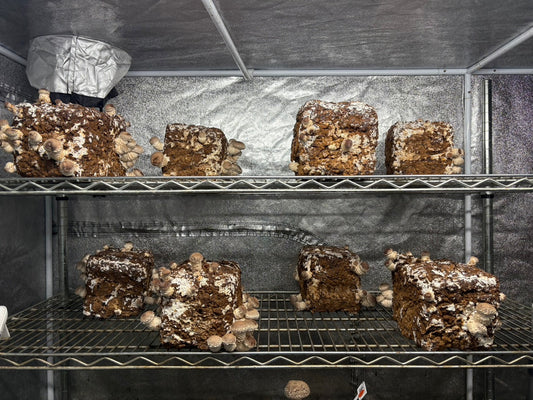 しいたけ栽培 1914日目