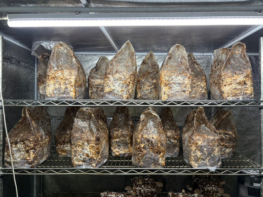 しいたけ栽培 1915日目