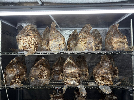 しいたけ栽培 1916日目