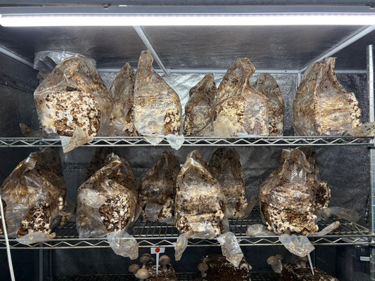 しいたけ栽培 1917日目