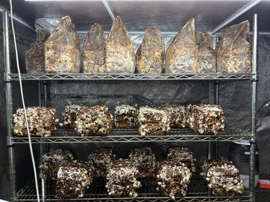 しいたけ栽培 1918日目