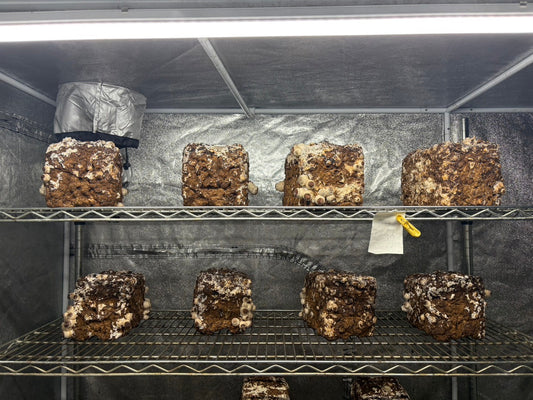 しいたけ栽培 1923日目･1924日目