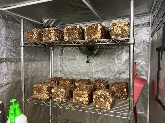 しいたけ栽培 1925日目