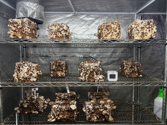 しいたけ栽培 1927日目