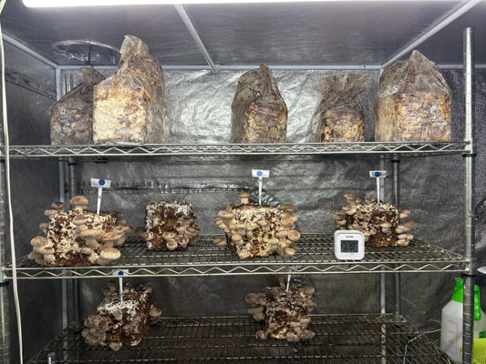 しいたけ栽培 1929日目