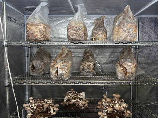 しいたけ栽培 1930日目