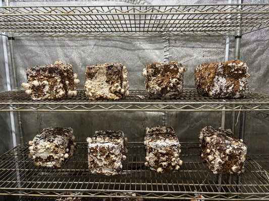 しいたけ栽培 1931日目