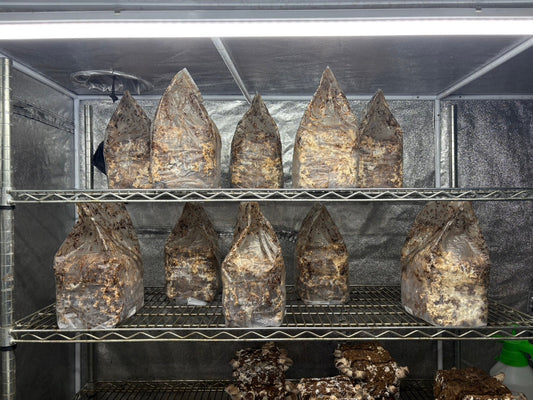 しいたけ栽培 1932日目