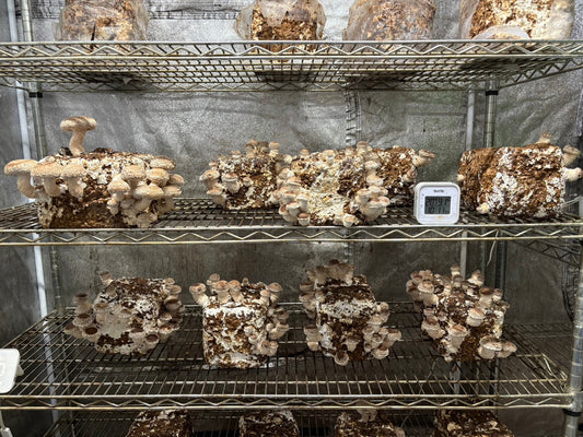 しいたけ栽培 1933日目