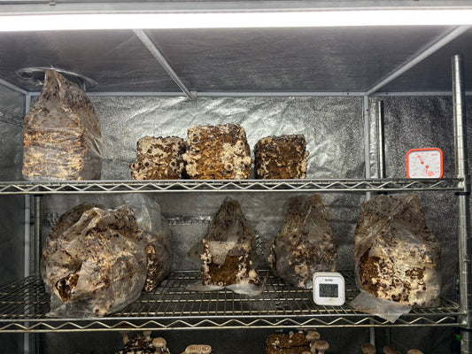 しいたけ栽培 1934日目