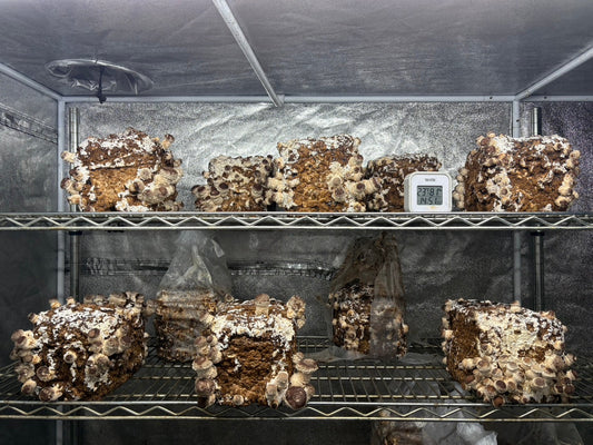 しいたけ栽培 1935日目