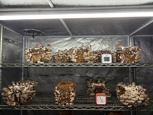 しいたけ栽培 1936日目