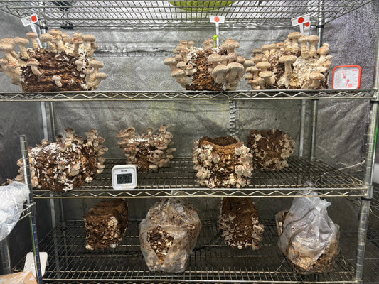 しいたけ栽培 1937日目